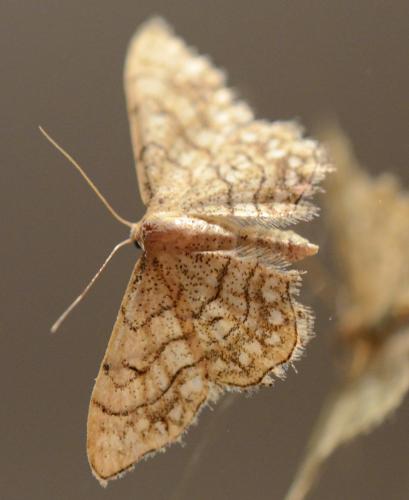 Réf. 220 187 : Idaea moniliata